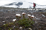 BB 12 0576 / Ranunculus glacialis / Issoleie